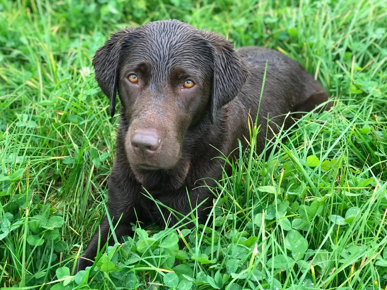 Billede 2 - Brun Labrador hvalpe på vej. 