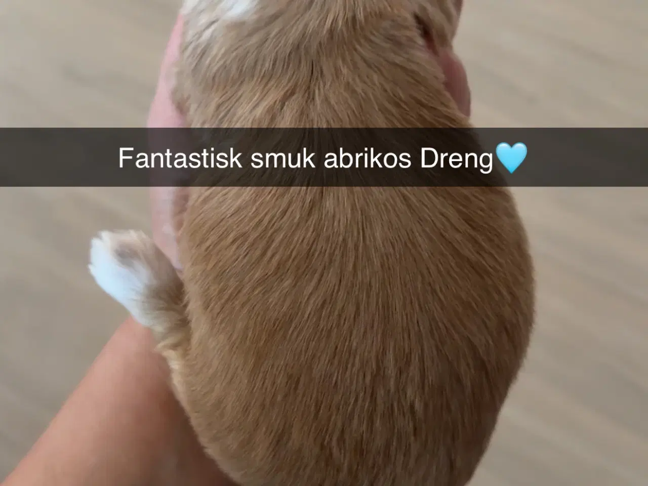 Billede 6 - Fantastisk dejlige familiehund vi er klar til besø