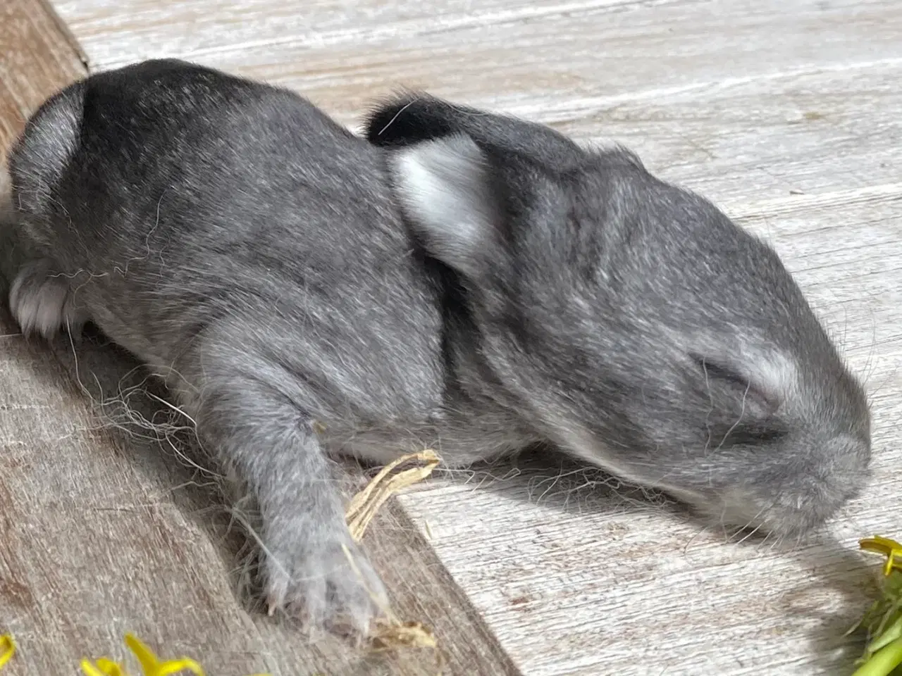 Billede 3 - FRANSK VÆDDER HAN CHINCHILLA