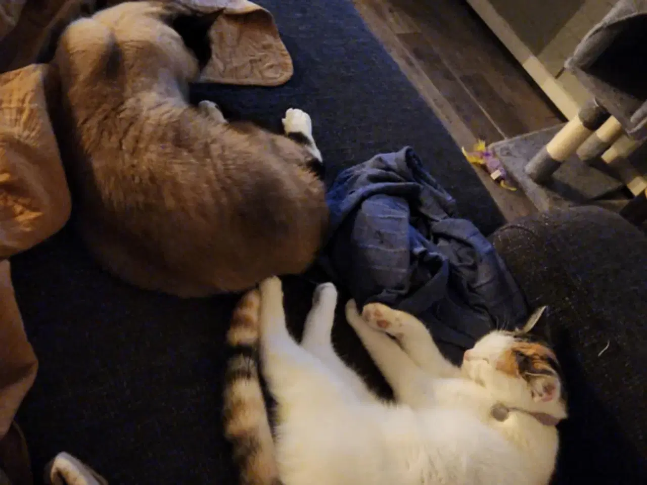 Billede 5 - Hellig Birma hun blandingskat - steriliseret