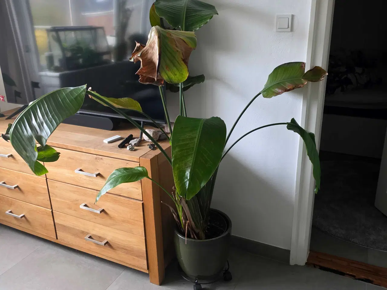 Billede 1 - Paradisfugl plante 150 cm. (Strelitzia 'Nicolai')