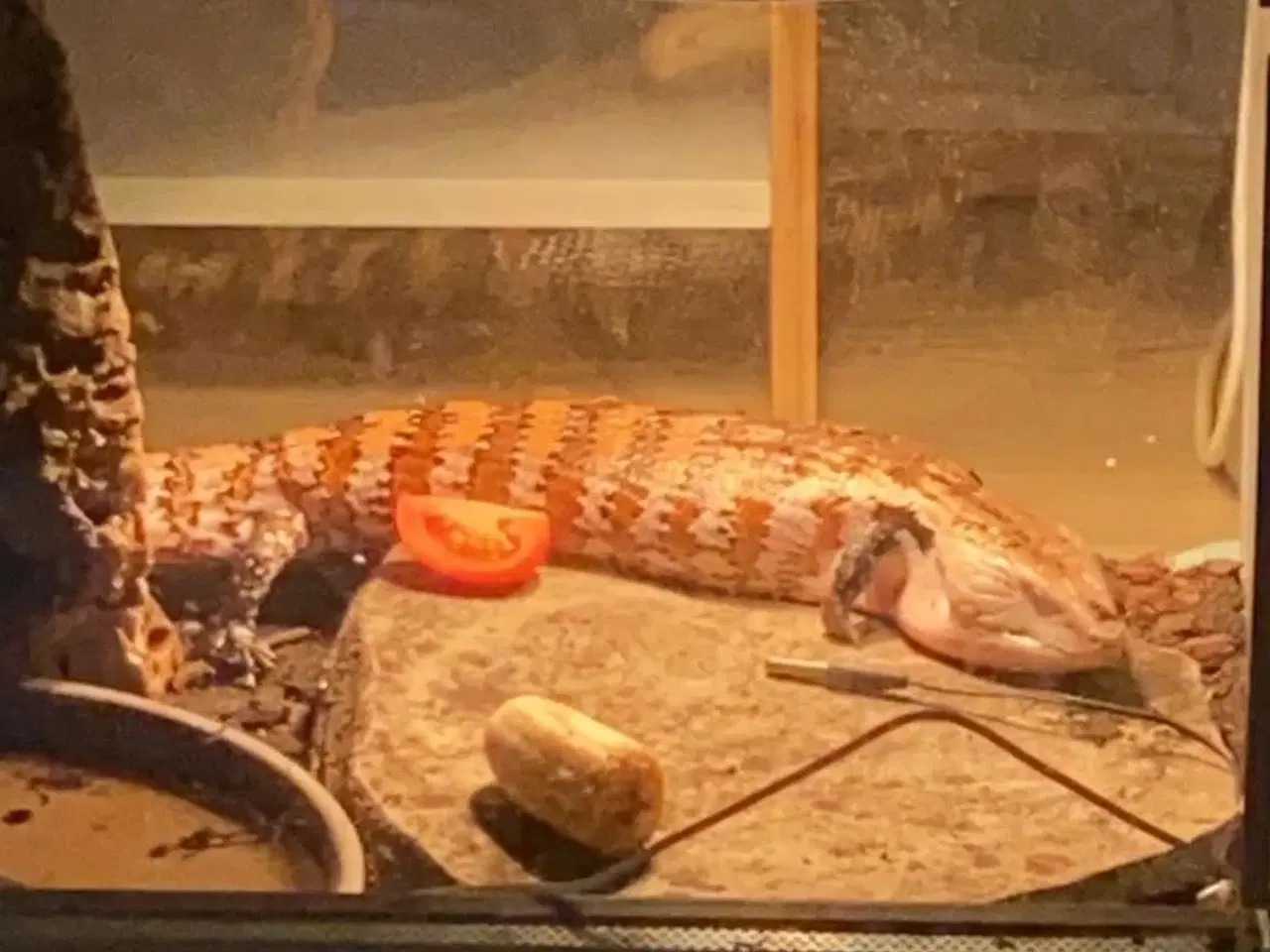 Billede 2 - Blå tunget skink (med terrarium)