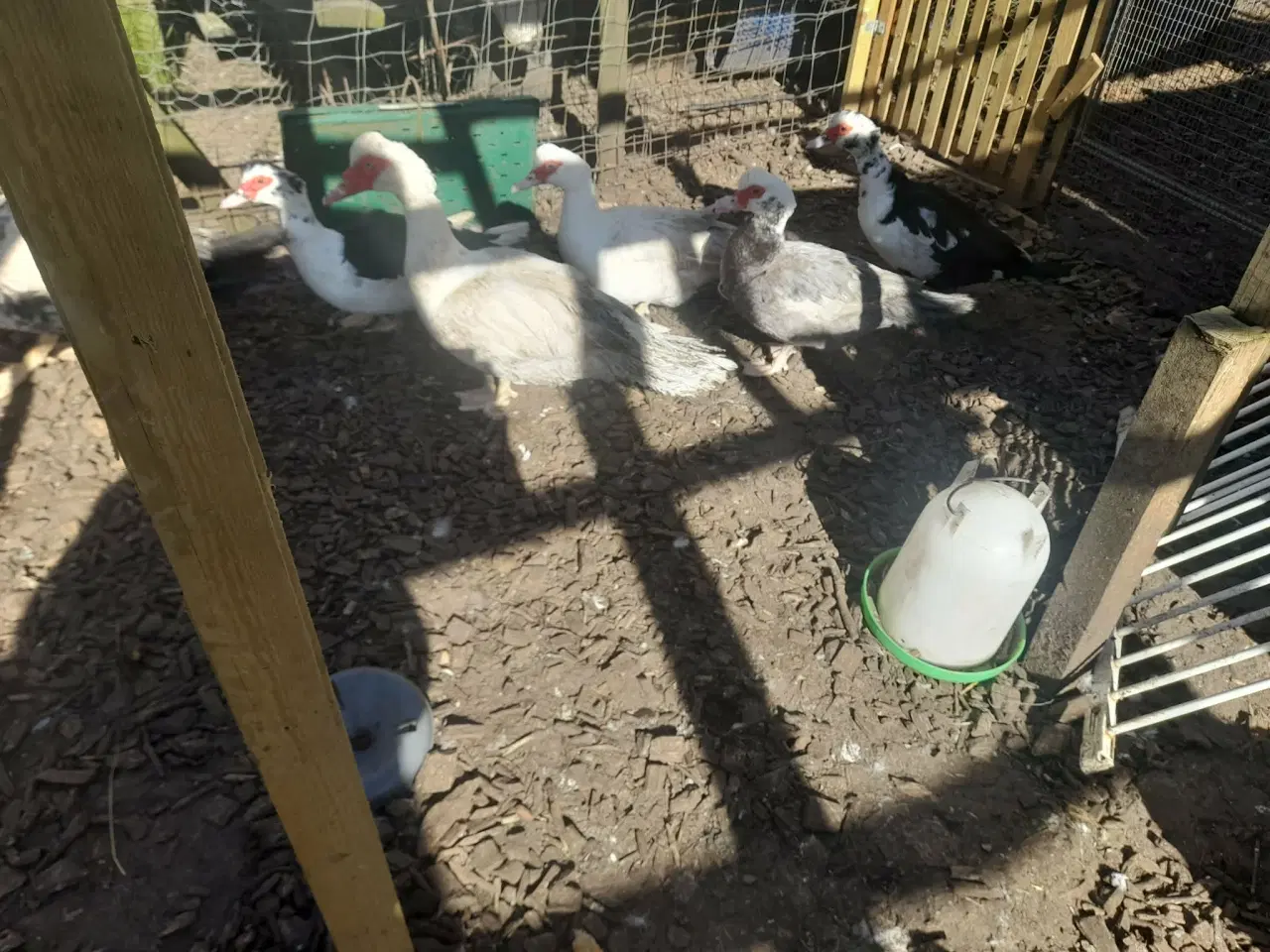 Billede 3 - moskusænder 