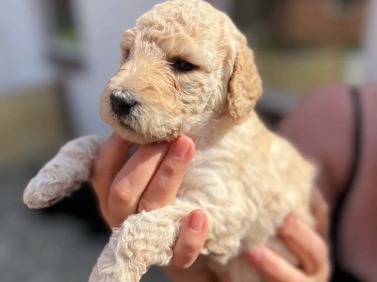 Billede 11 - Goldendoodle hvalpe 