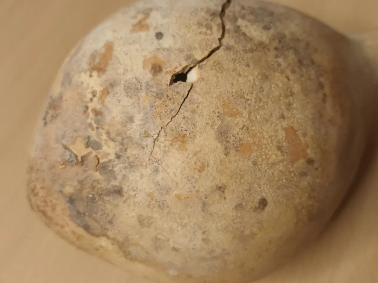 Billede 5 - Tørret Kalabas