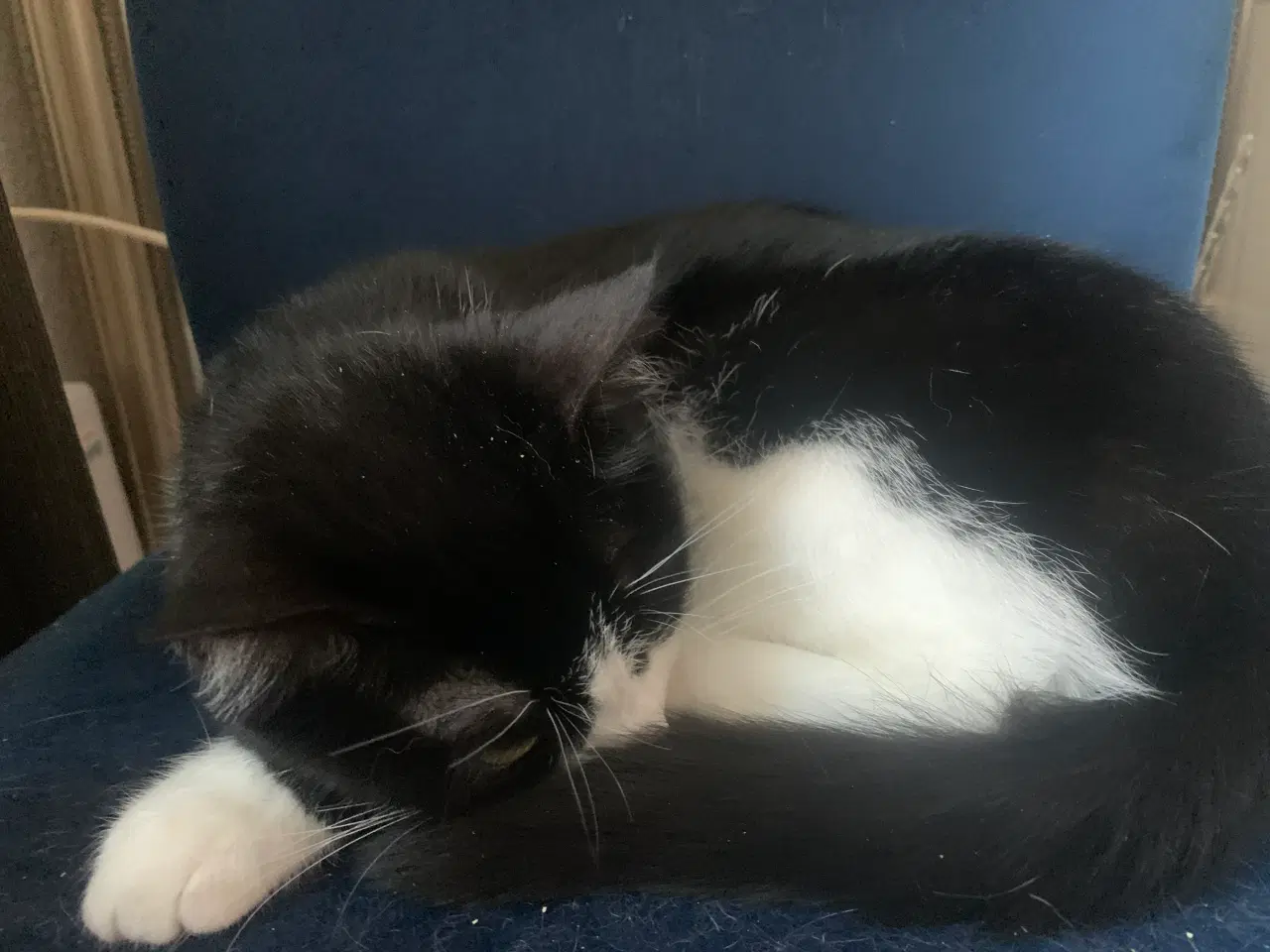 Billede 2 - Vil du give sødeste hunkat Panda trygt hjem ?