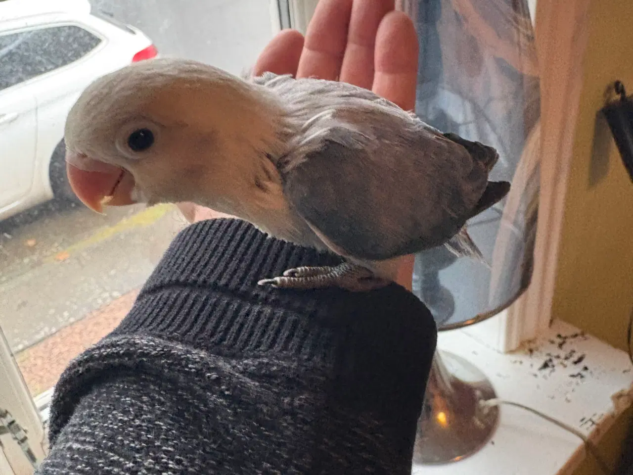 Billede 2 - Håndopmadet Rødhovedet dværgpapegøjer 