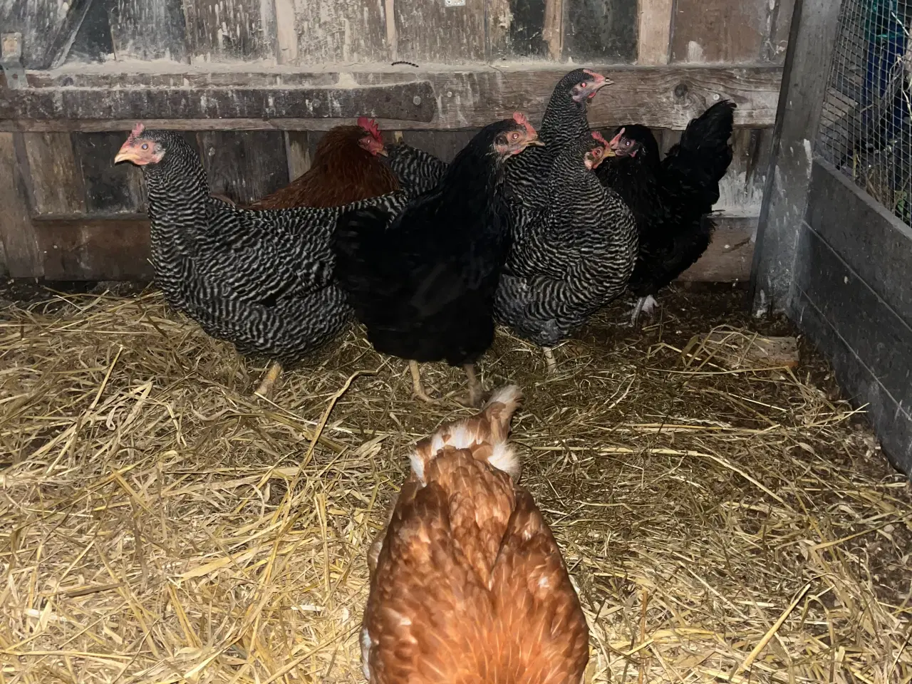 Billede 2 - Høns