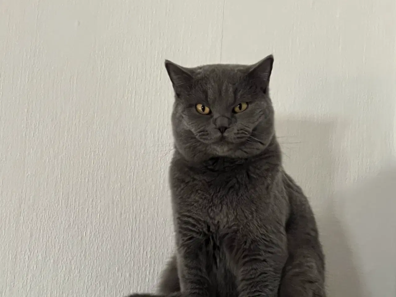 Billede 8 - Han kat britisk shorthair