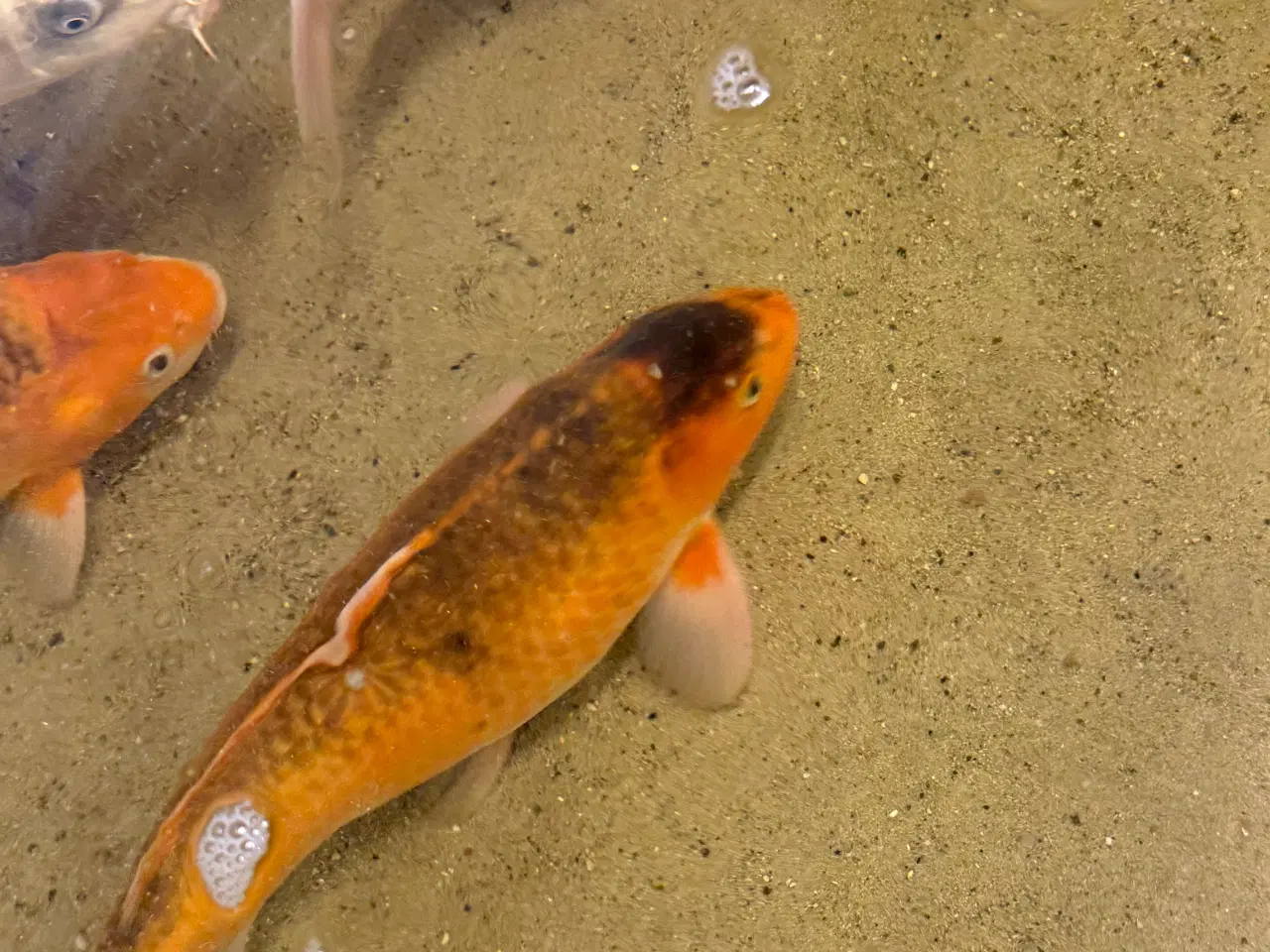 Billede 9 - Koier til salg 