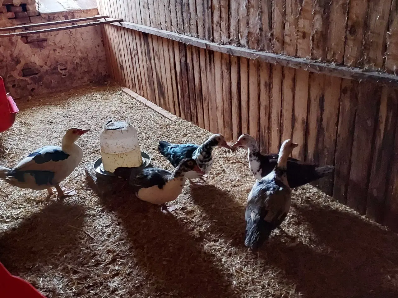 Billede 1 - Moskus ænder