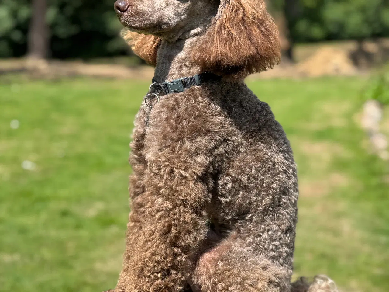 Billede 1 - Ckokolade Puddel han på 31 cm tilbydes til avl
