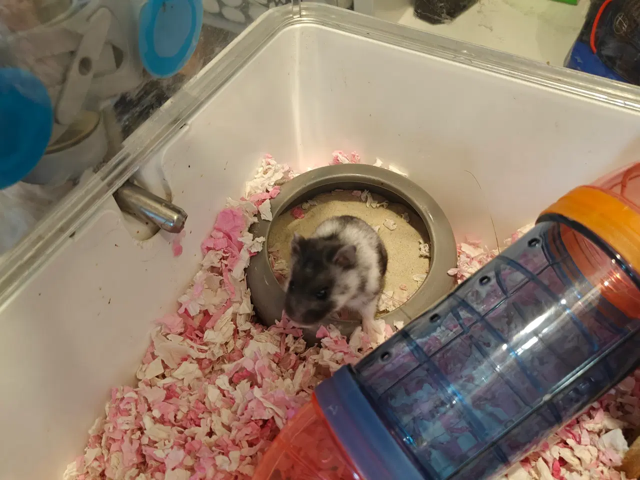 Billede 2 - Dværg Hamster
