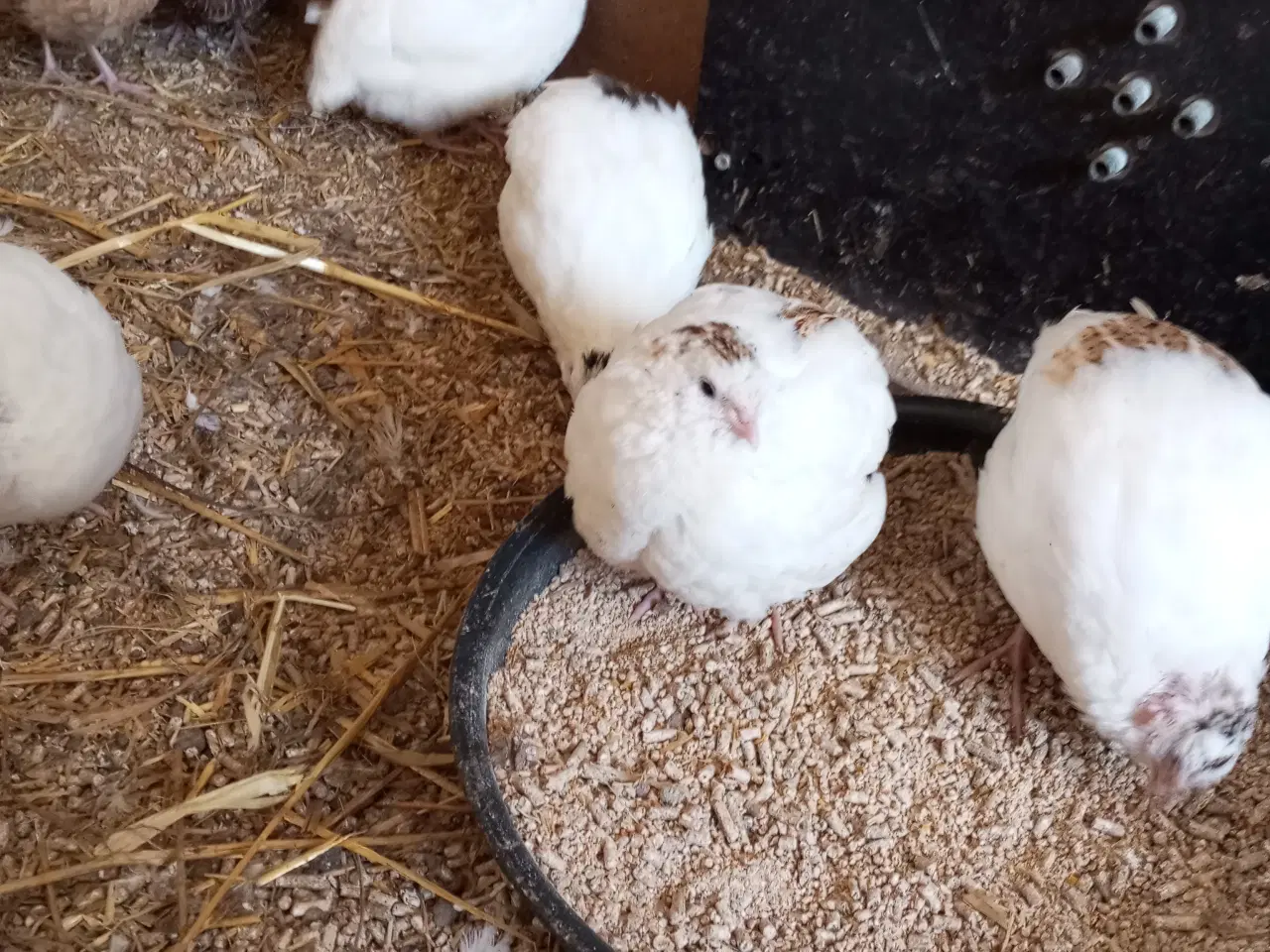 Billede 4 - Vagtler texas 