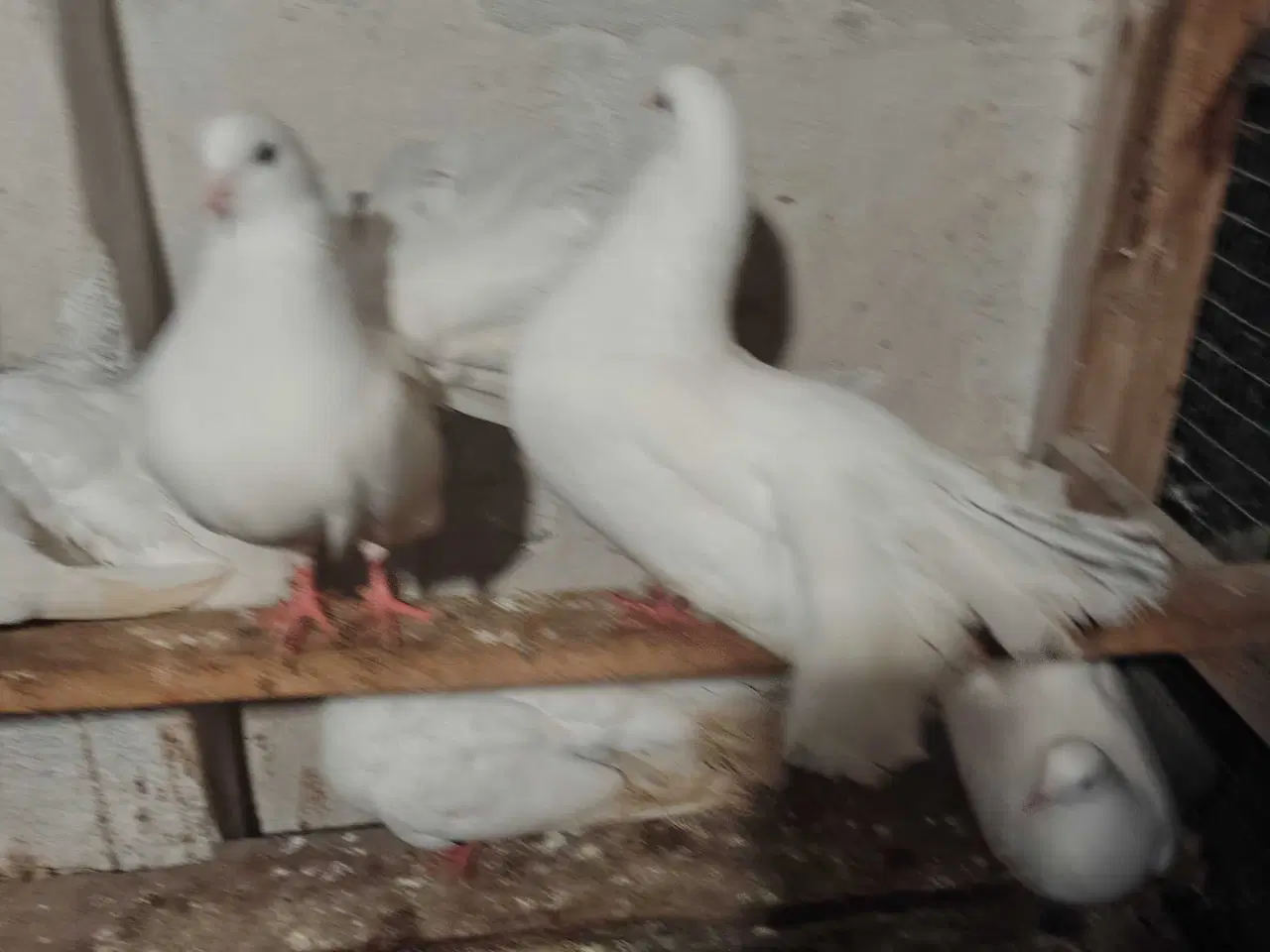 Billede 3 - Hvide højstjerter 