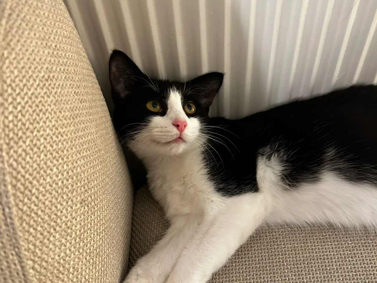 Billede 4 - Kat på 5 måneder