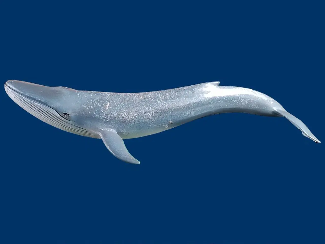 Billede 1 - Schleich 14696 Blue Whale (2013)