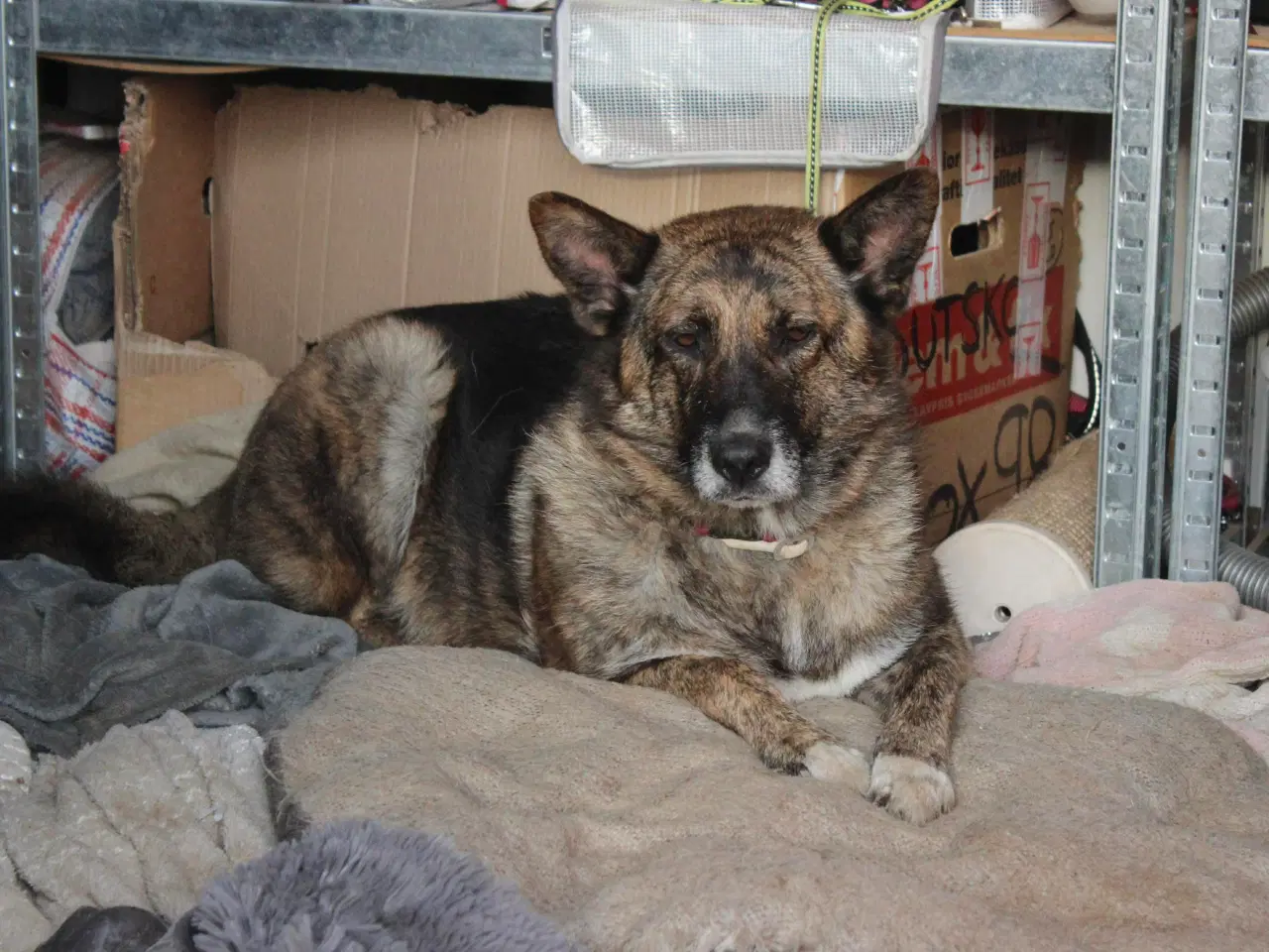 Billede 10 - Sibba og Kevin søger hjem sammen 🩷