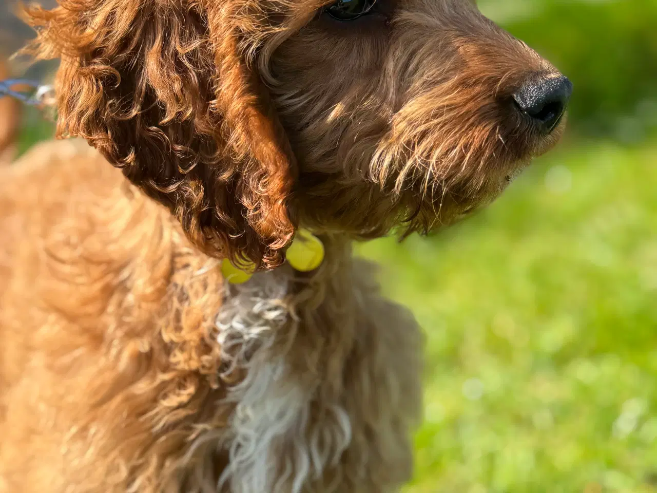 Billede 6 - Cockapoo hvalp søger nyt kærligt hjem 🥰
