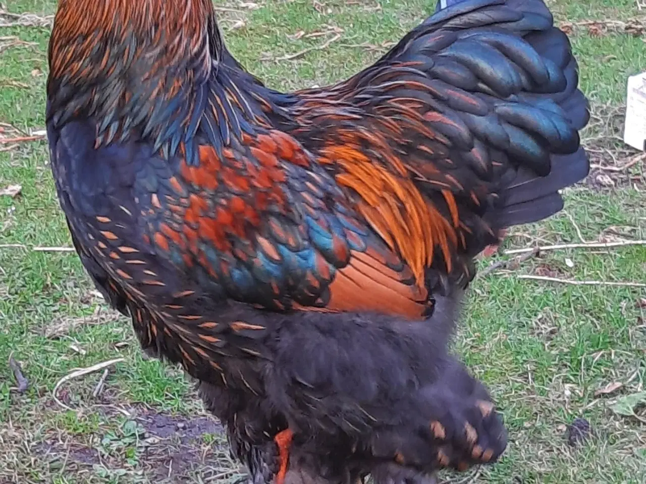 Billede 1 - Flot hane søger nyt hjem