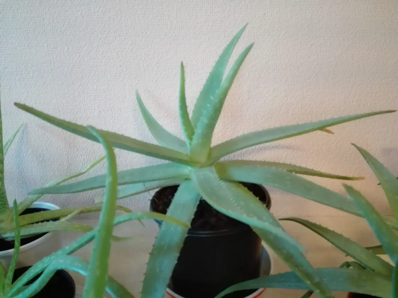 Billede 2 - Aloe Vera potteplanter