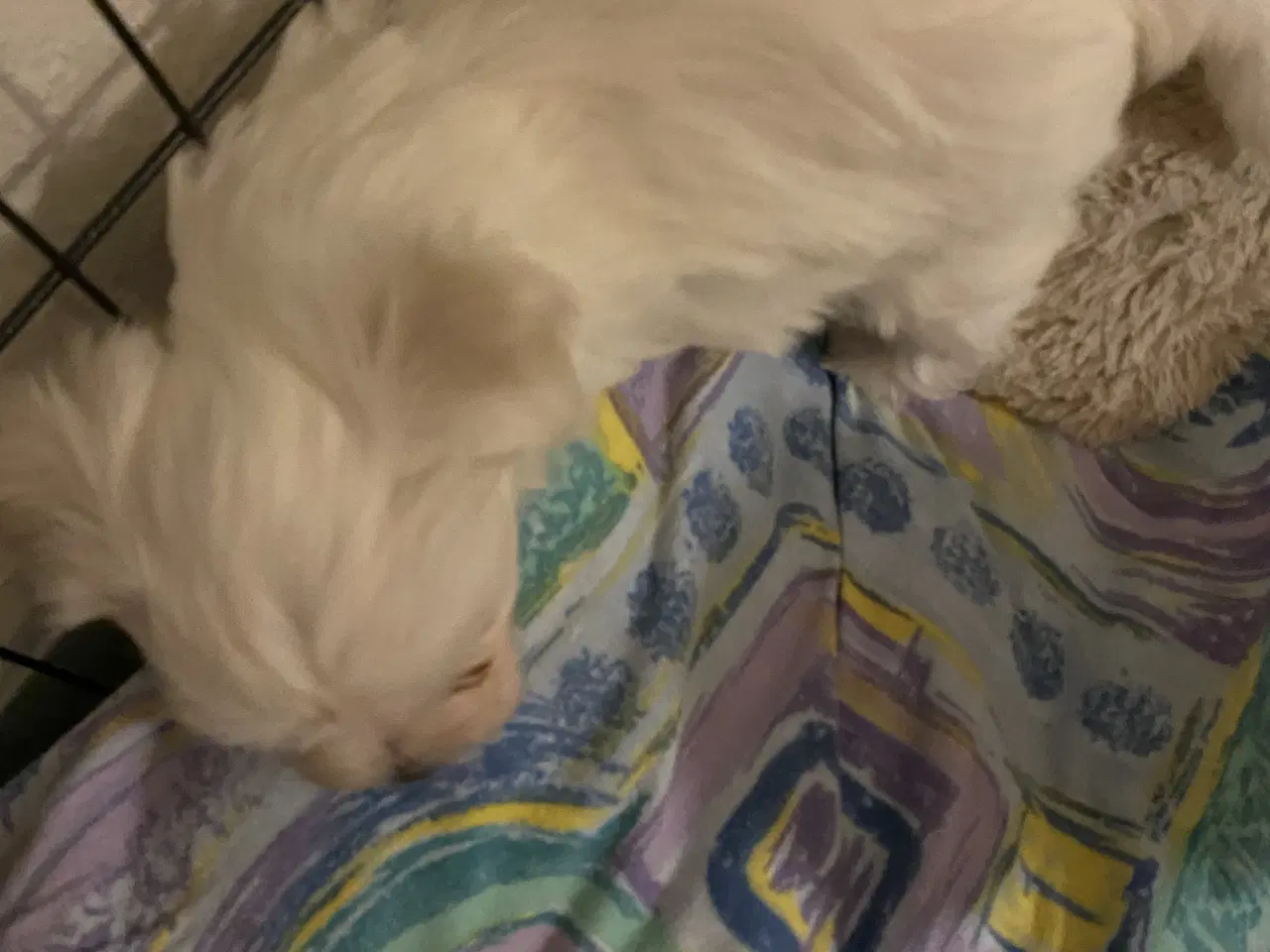 Billede 2 - Små maltipoo