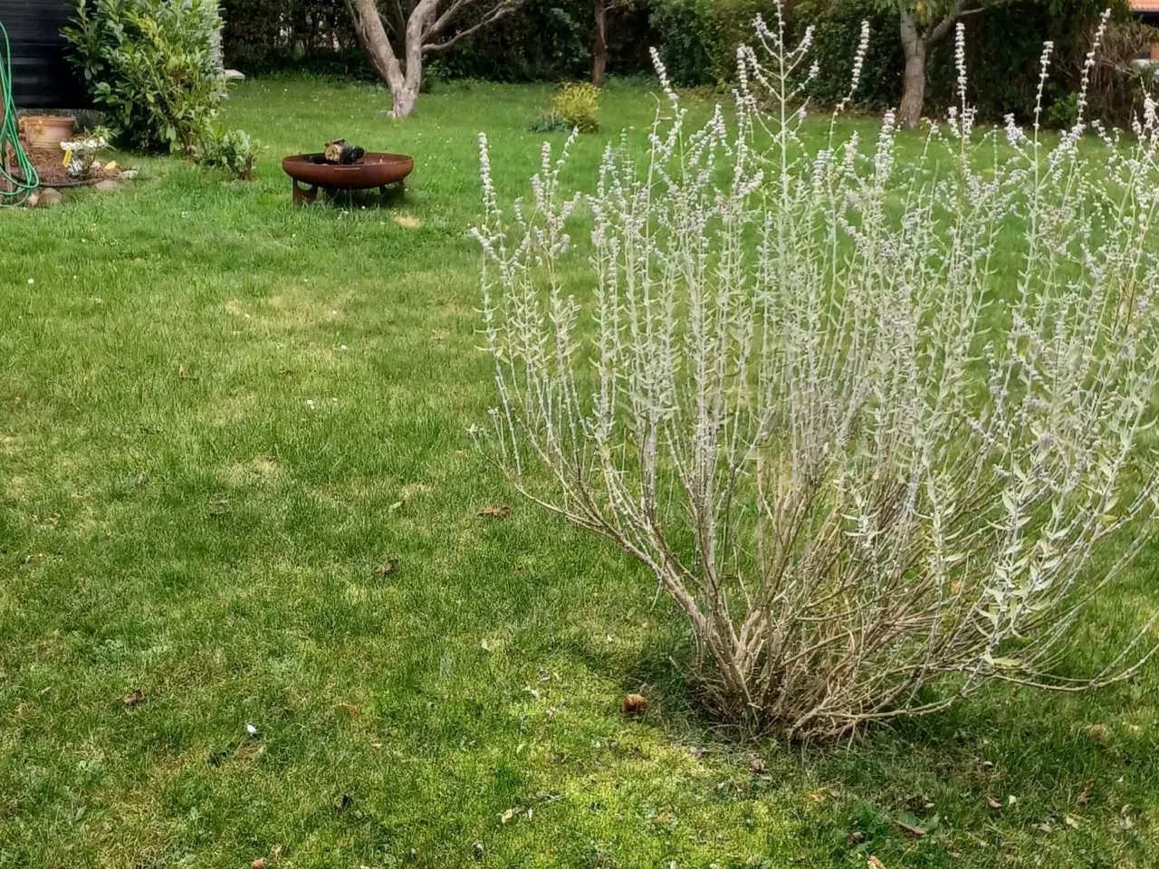 Billede 13 - Kolonihavehus