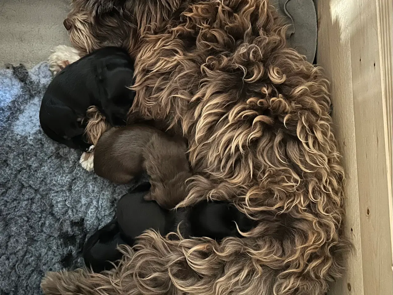 Billede 6 - Bichon Havanais hvalpe