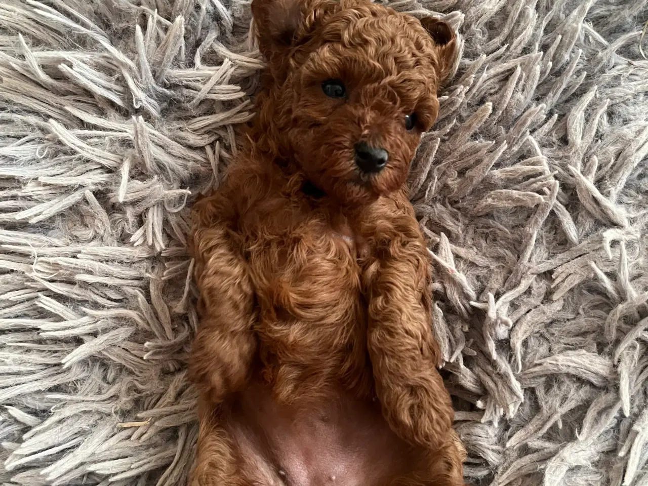 Billede 7 - Hund Cavapoo 