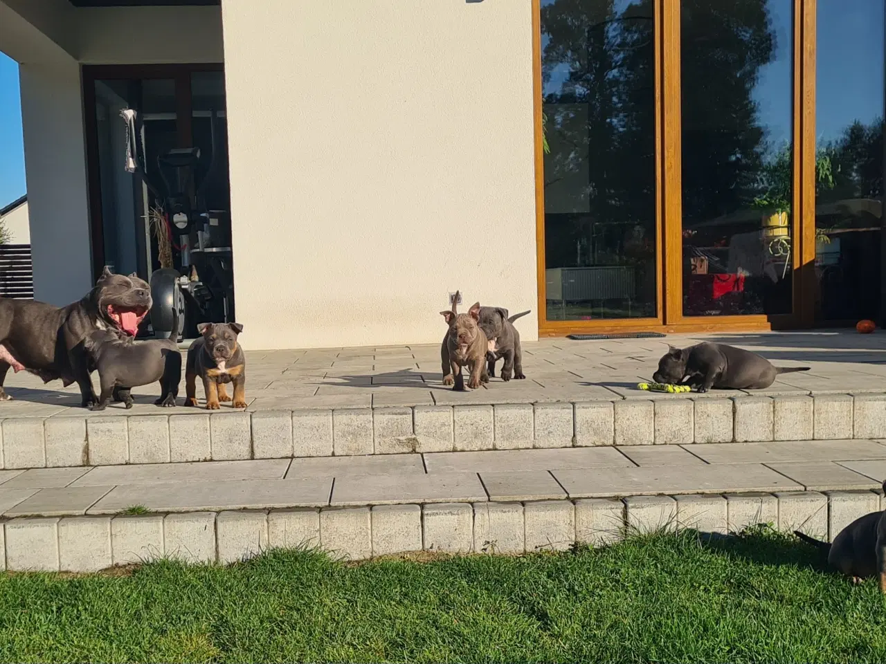 Billede 3 - American Bully Pocket smuk lilla 