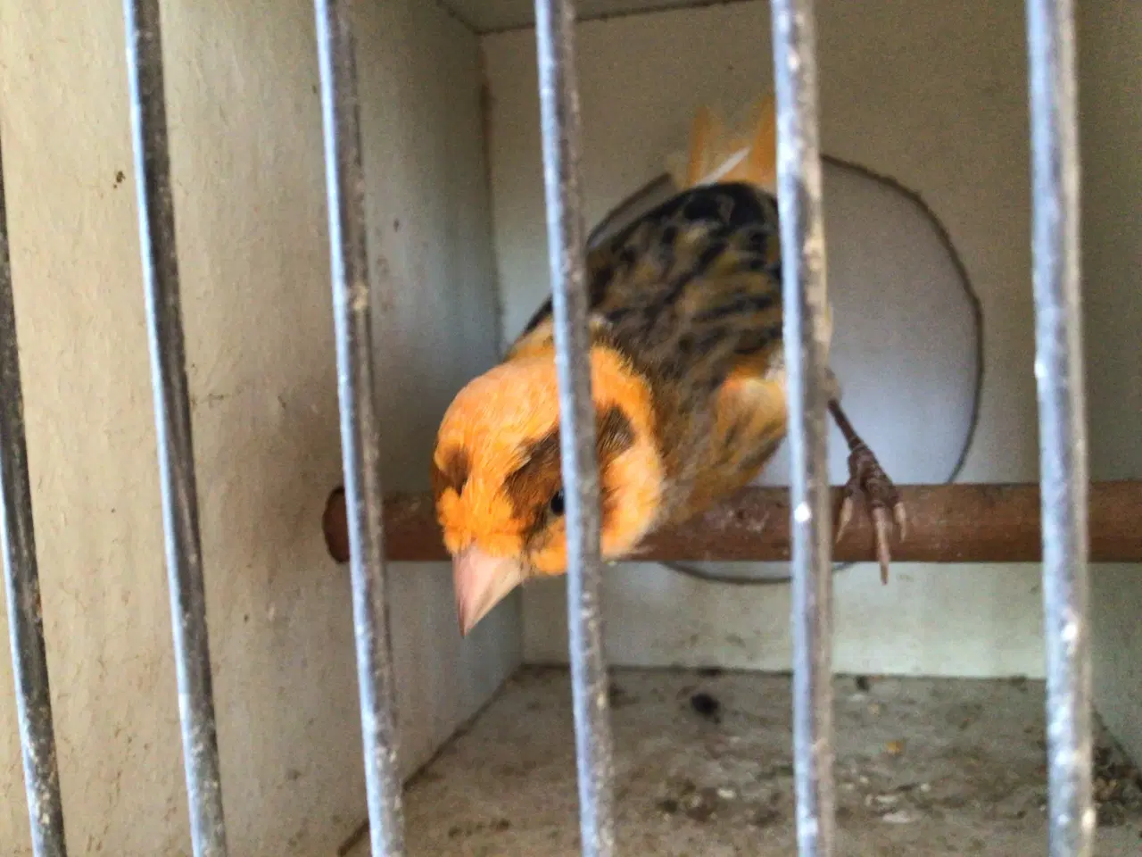 Billede 6 - Kanariefugle unger