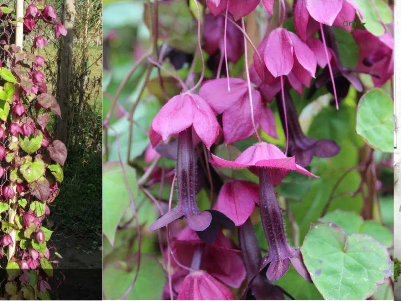 Billede 1 - Blomsterfrø: Rosenslynge/ Rhodochiton atrosanguine