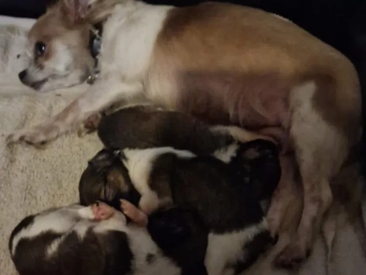 Billede 8 - Chihuahua hvalpe søger nyt hjem