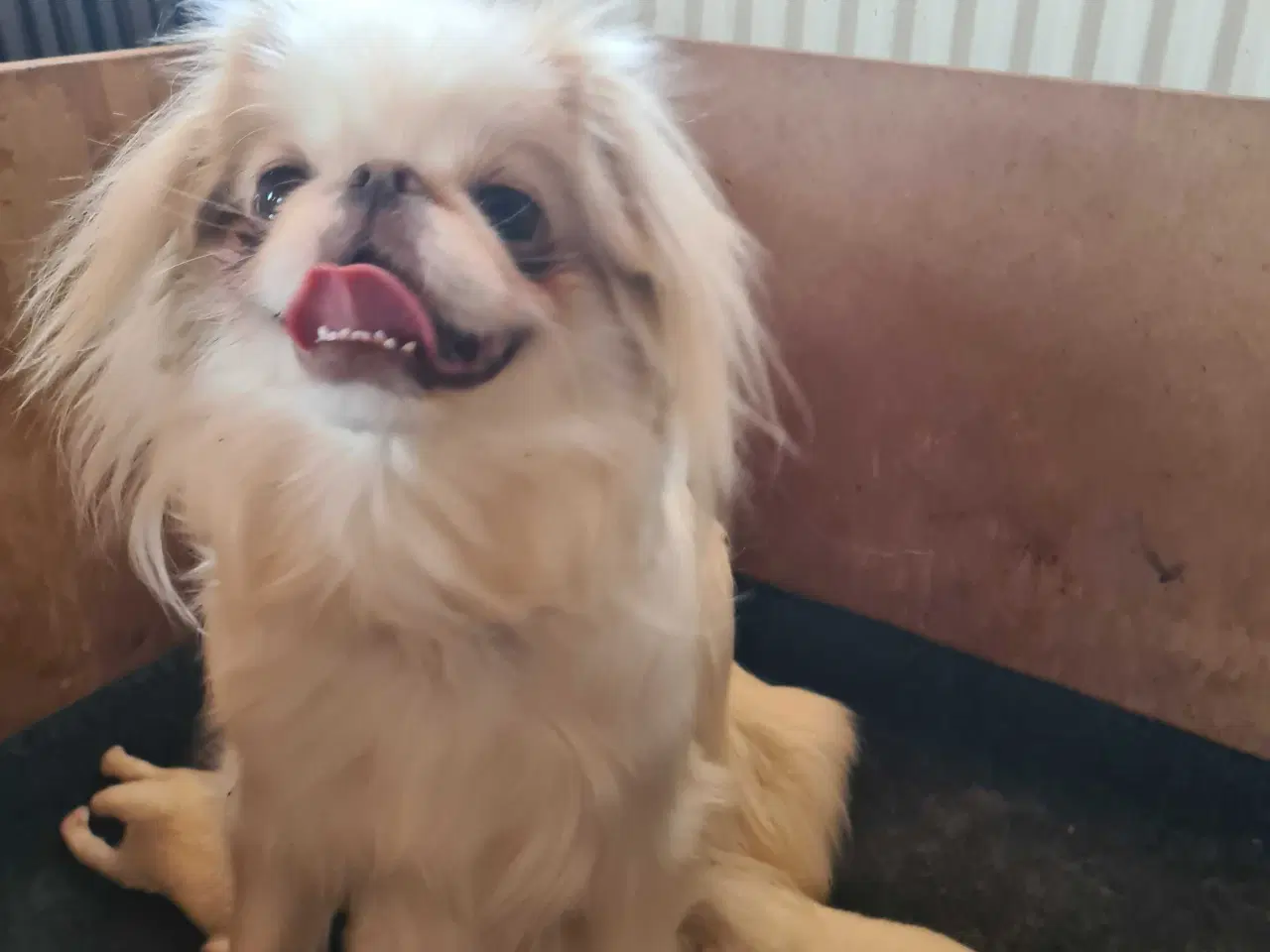 Billede 14 - Japanese chin hvalpe 