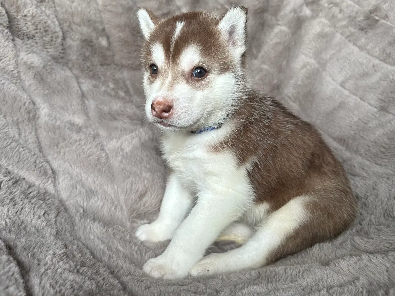 Billede 1 - Lækre husky hvalpe 😍