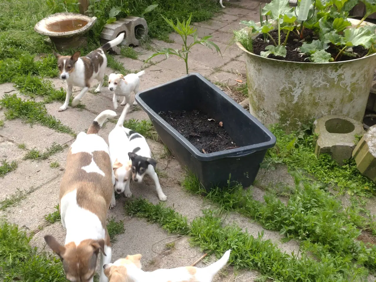 Billede 14 - Dansk/svensk gårdhunde hvalpe