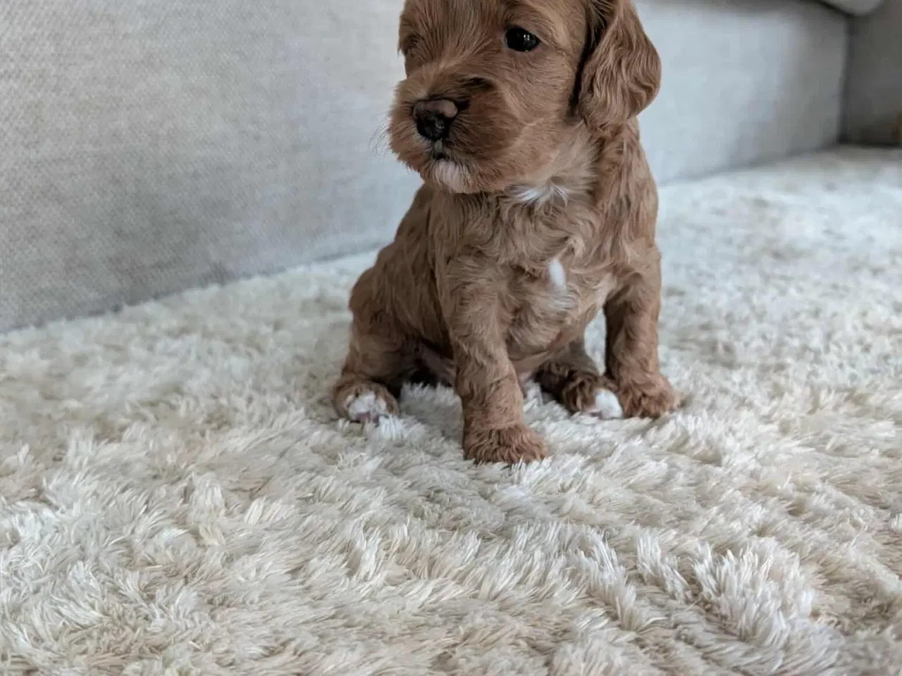 Billede 3 - Cockerpoo hvalpe 