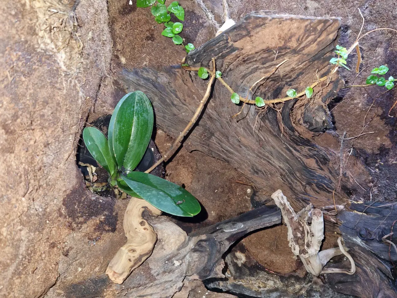 Billede 2 - Terrarie