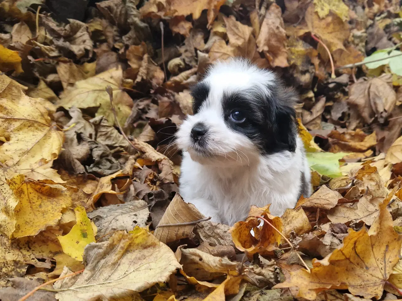 Billede 10 - Havapoo Bichon havanais puddel 