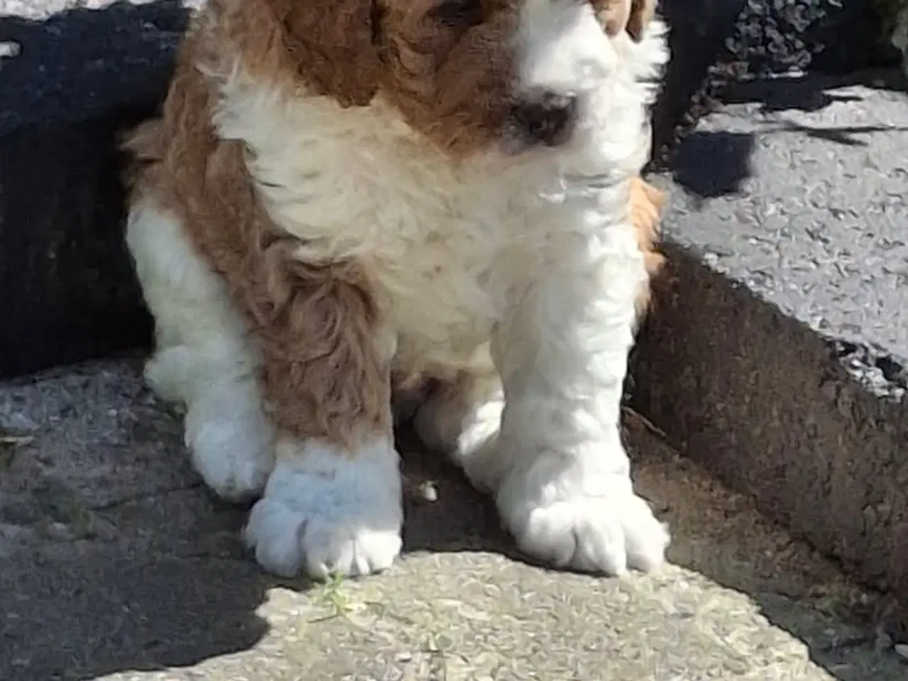 Billede 2 - Cavapoo hvalpe