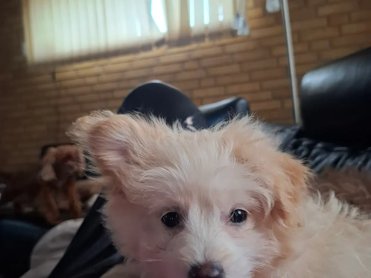 Billede 11 - Pompoo hvalpe 1 drenge klar nu