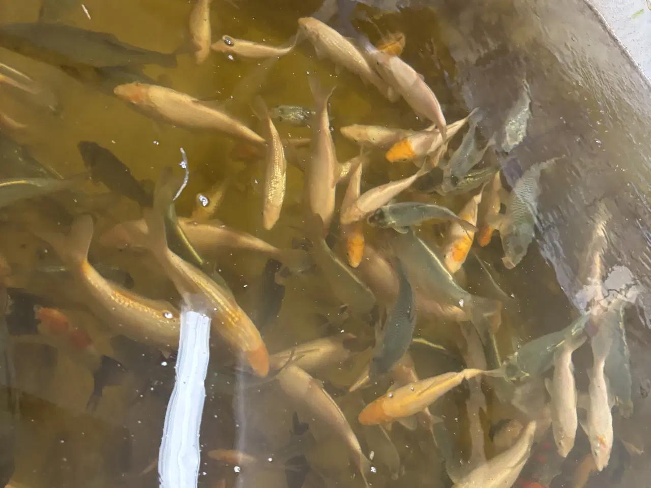 Billede 4 - Koikarper (yngel op til 25cm)