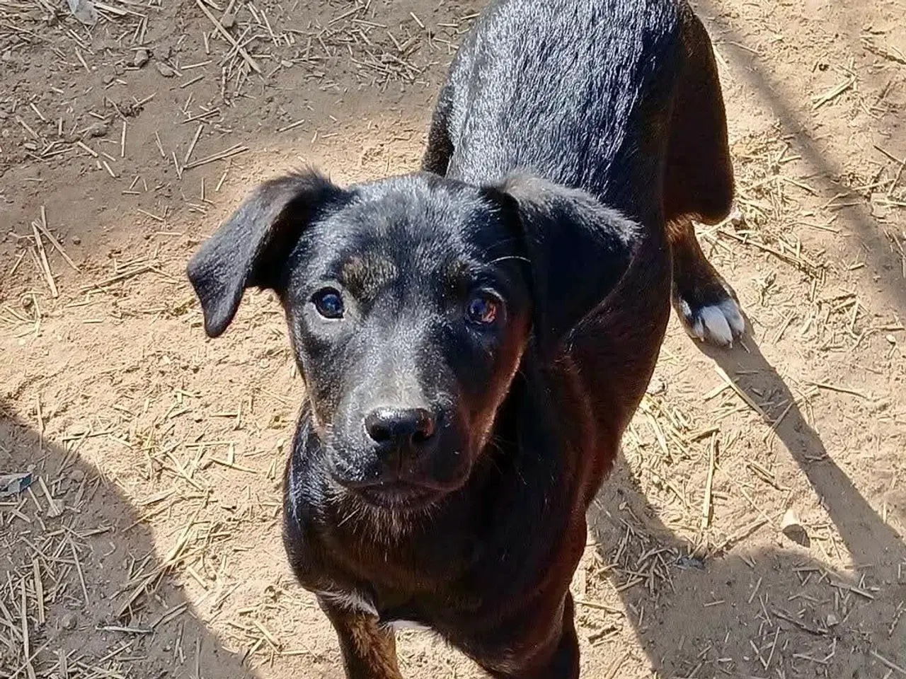 Billede 3 - Lille søde Grace leder efter sin helt egen familie