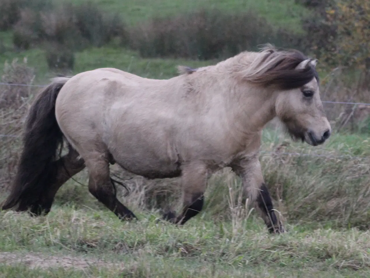 Billede 8 - Kåret avlshingst, sidste chance som hingst!