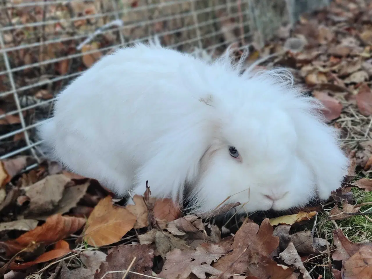 Billede 6 - Kastreret han og Neutraliseret hun 🍀