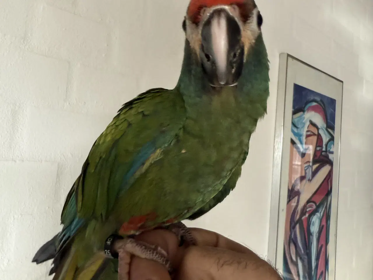 Billede 4 - rødrygget dværgara