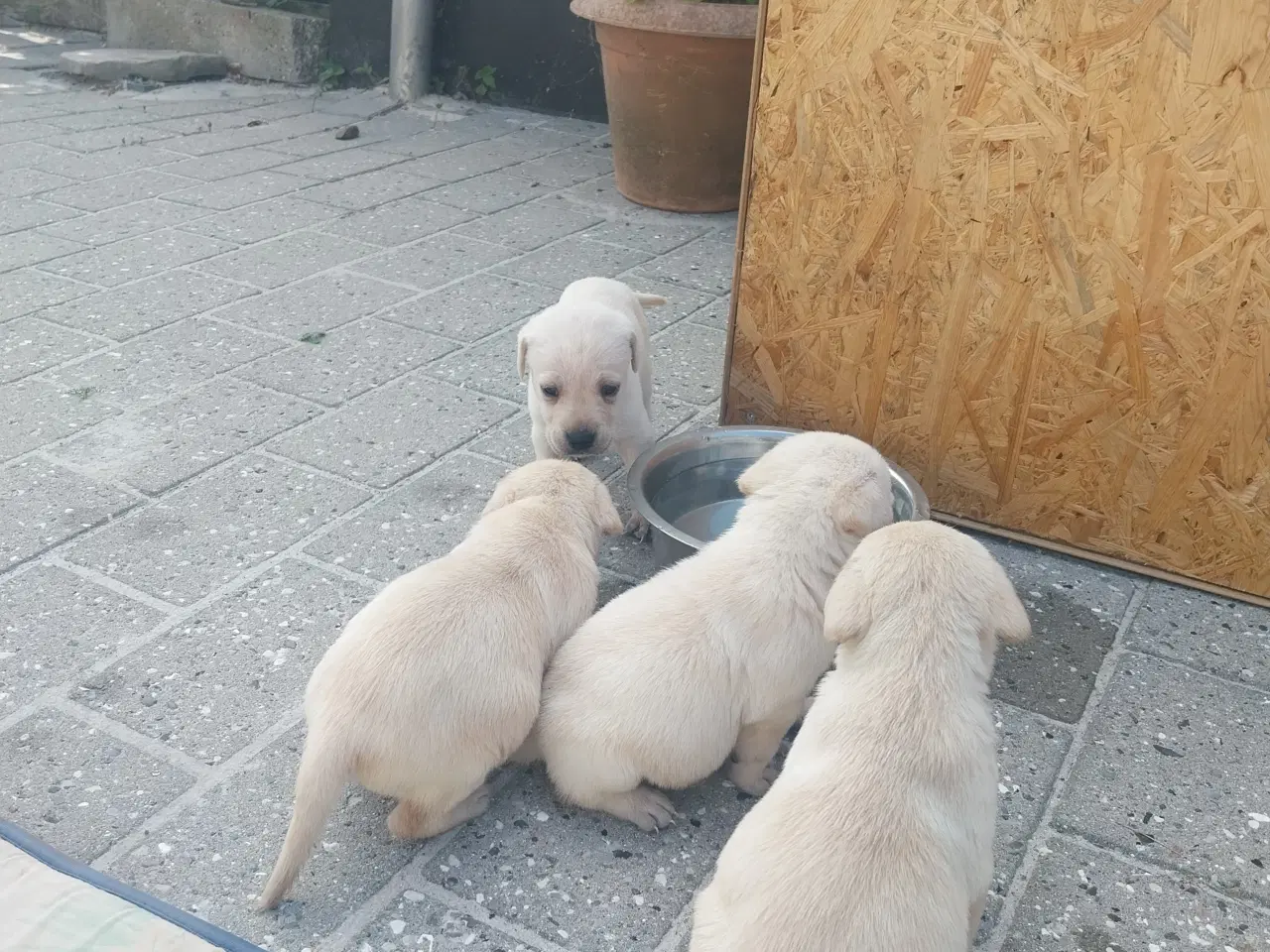 Billede 10 - Gule Labrador hvalpe.