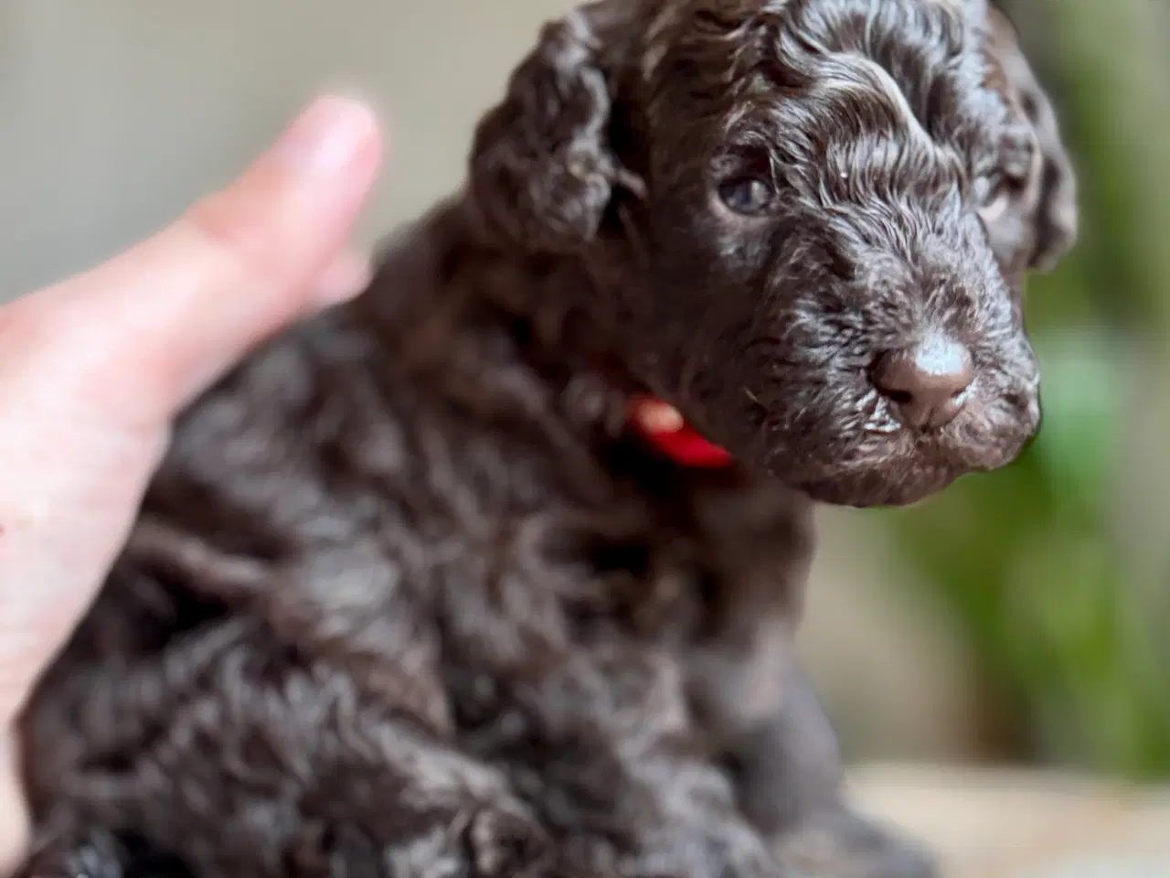 Billede 3 - Ægte puddelhvalpe. 3 uger gl.. Undersøgte forældre