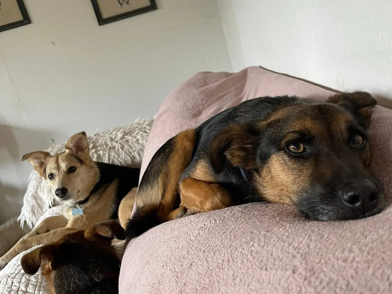 Billede 3 - ⭐️ Dejligste Ares søger sit 4-ever hjem ⭐️🏡🥰