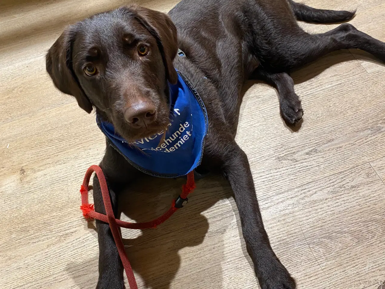 Billede 2 - Labrador/pudel blanding 